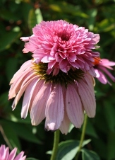 Butterfly Plants copyright � almostedenplants.com
